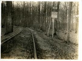 Photograph: train tracks through wood